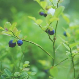 gardensgate-blueberries-body-image