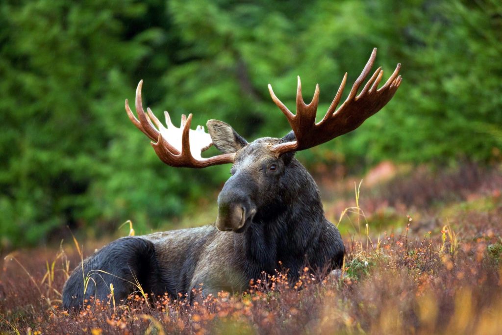 Are There Moose On Manitoulin Island? | The Garden's Gate